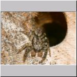 Marpissa muscosa - Rindenspringspinne 06 8mm.jpg